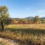 terreno agricolo ruviano